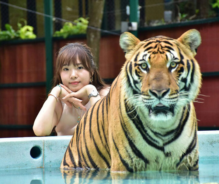 ไทเกอร์ คิงส์ดอม (Tiger Kingdom) สวนเสือภูเก็ต